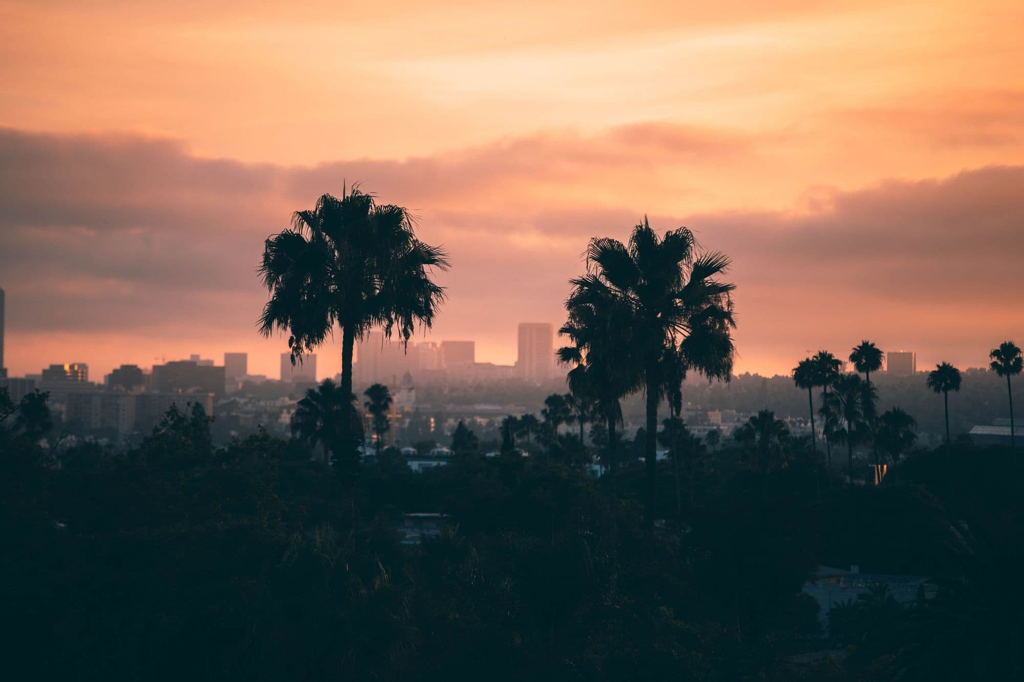 Palm trees silhouetted against a Los Angeles sunset.
